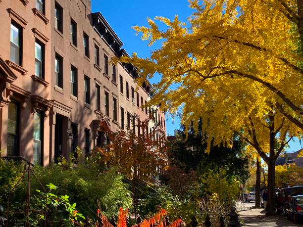 Golden Autumn on a Brownstone Street (Brooklyn, New York, USA) stock photo