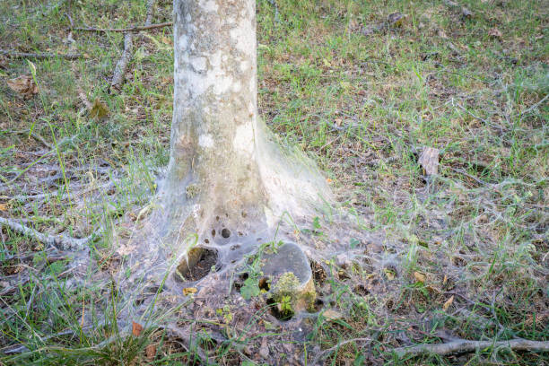 istock Damage done by the caterpillars of bird-cherry ermine  (Yponomeuta evonymella). 2195920466