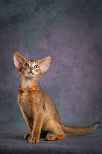 istock A red Abyssinian kitten on a beautiful background. Studio shooting 2195923809