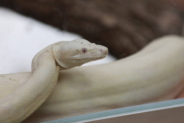 Servion zoo