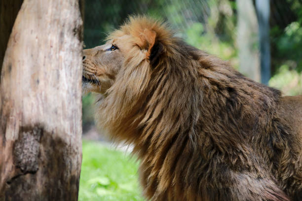Lion head close-up