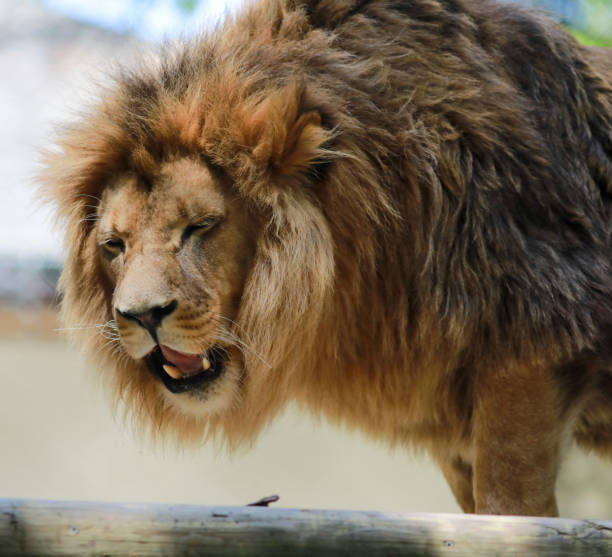Lions at the Cleveland Zoo
