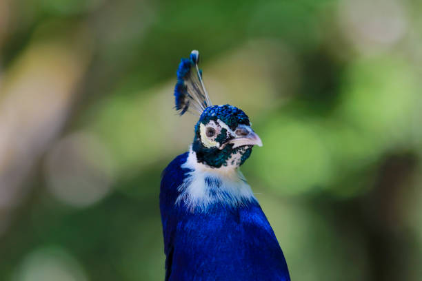 A peacock putting on a show.