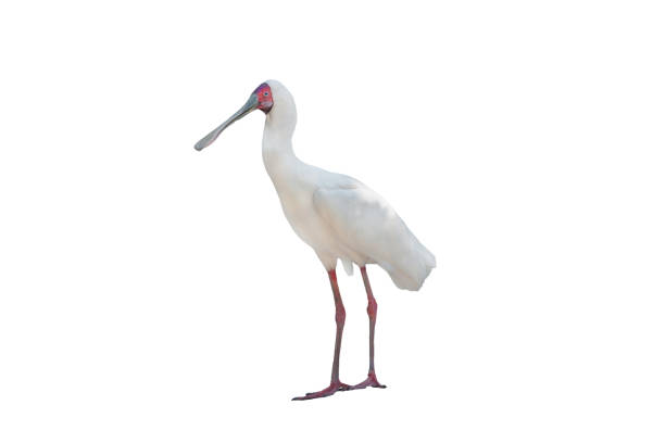 istock eurasian spoonbill isolated on white background 2195924670
