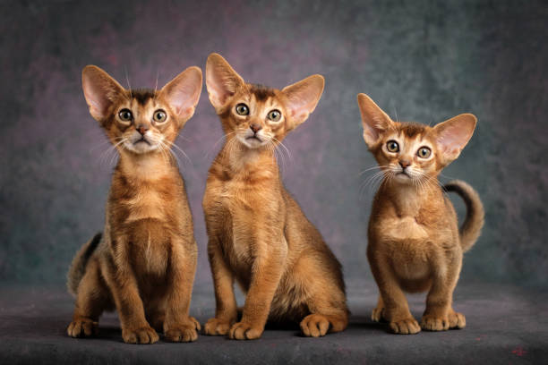 istock Three ginger kittens posing beautifully on a gray background, Several Abyssinian kittens, studio shooting 2195925344