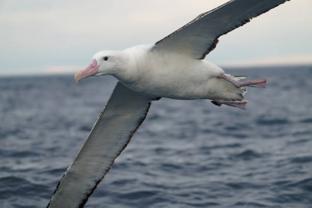 istock Northern Royal Albatross 2195925727