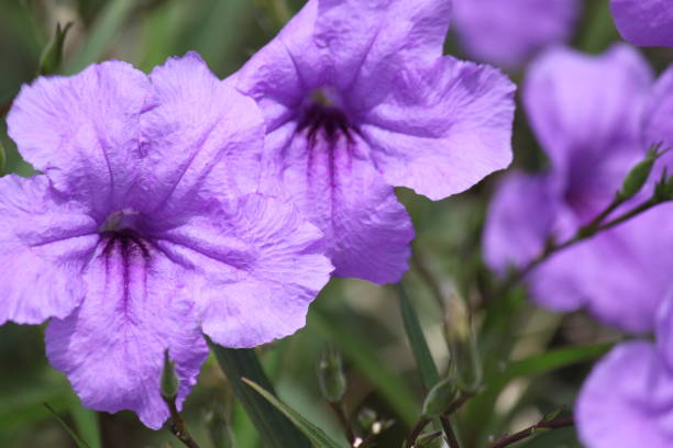 istock Desert Mexican Petunia Flower 2195927598