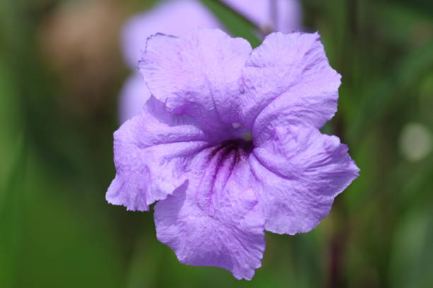istock Desert Mexican Petunia Flower 2195927668