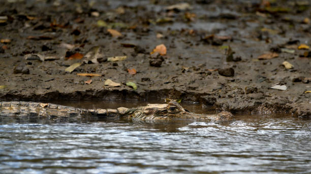 istock Spectacled Caiman crocodilus swimming in river 2195928602
