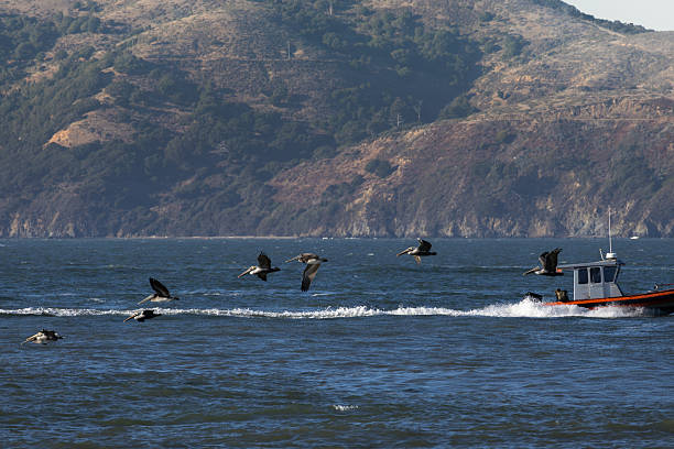 Pelicans fly over San Francisco Bay with boats below and an island in the background, creating a dynamic coastal scene