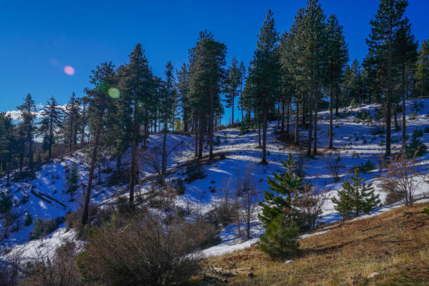 istock Snowy Landscape with Pine Trees and Bright Sunlight on a Clear Winter Day 2195931057