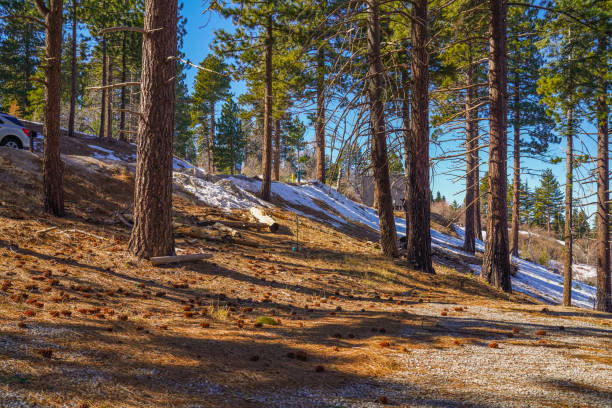 Snowy Landscape with Pine Trees and Bright Sunlight on a Clear Winter Day