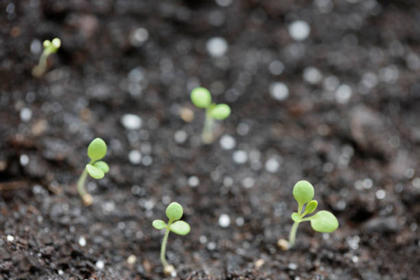 A DSLR  photo of young sprouts growing out of soil. Shallow depth of field.