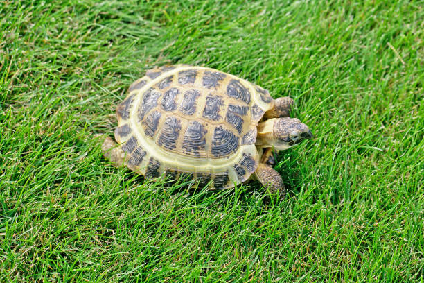 istock Russian Tortoise crawling on the green grass 2195933106
