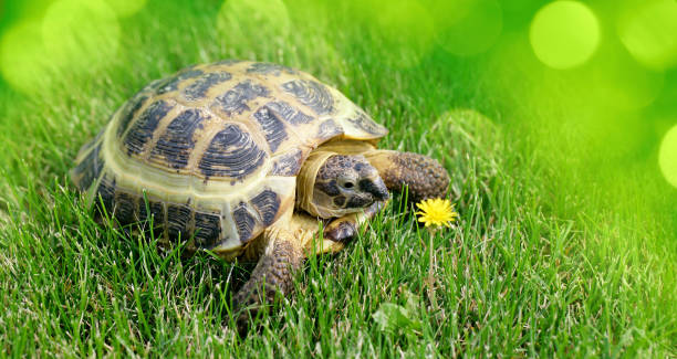 istock Russian Tortoise on green grass going to eat a dandelion 2195933125