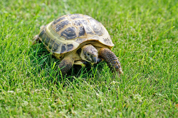 istock Russian Tortoise on the green grass 2195933165