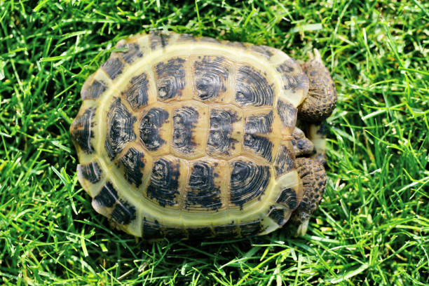 Russian (Central Asian) Tortoise on the green grass hiding the head in its shell. View from above.