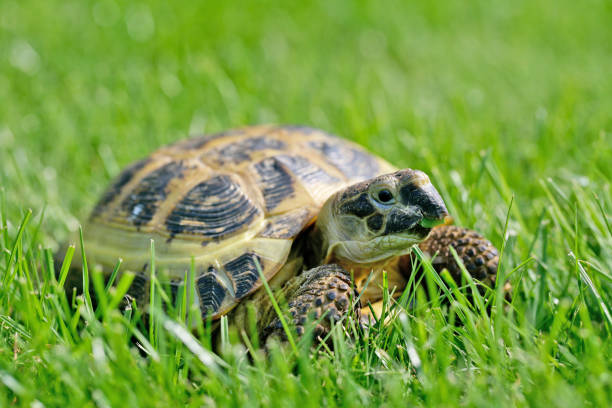 istock Russian Tortoise on the green grass 2195933200