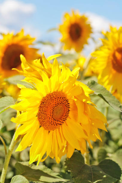 A DSLR close-up photo of beautiful sunflowers in the field on a sunny day. Shallow depth of field.