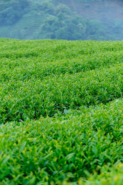 istock Green tea trees grow in spring 2195933950