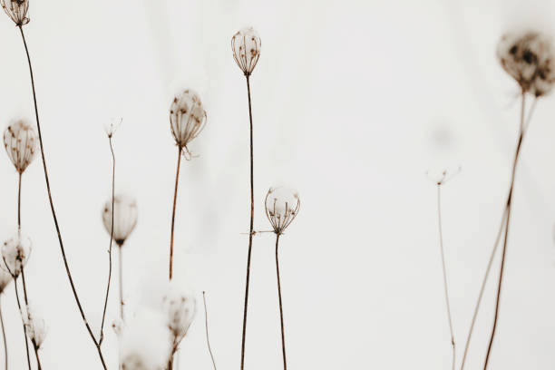 A close-up shot of queen anne's lace in winter.