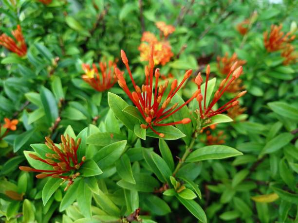 istock Vibrant Orange Ixora Flowers in Bloom 2195937951