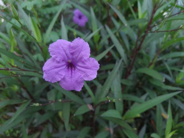 istock Delicate Purple Ruellia Flower in Bloom 2195937965