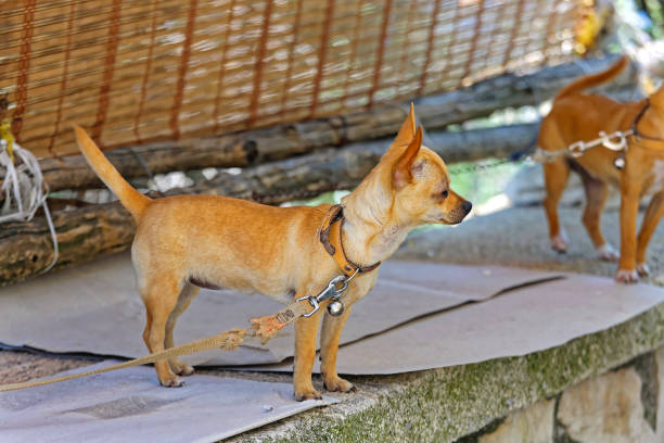 istock Chihuahua Pet Dog 2195937971