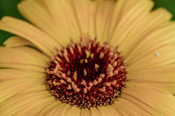 Macro photography of pot marigold florets, in a garden in the eastern Andean mountains of central Colombia, near the town of Villa de Leyva.
