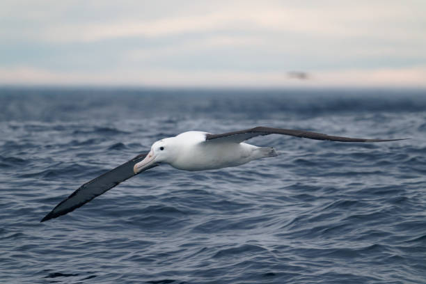 istock Northern Royal Albatross 2195939241