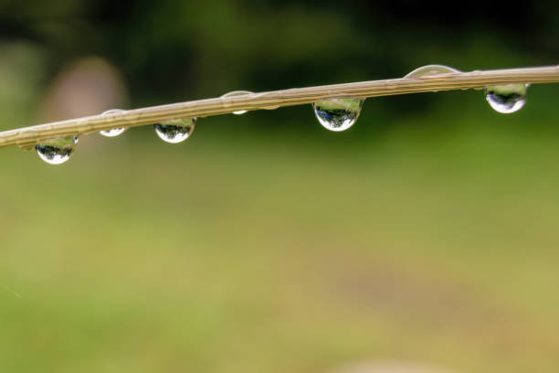 Macro photography of raindrops hanging from a straw, in a farm in the eastern Andean mountains of central Colombia, near the town of Villa de Leyva.