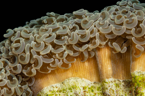 Grape ( Plerogyra sinuoasa )  coral  deep in tropical sea.  Underwater photography sea life, coral reef. Scuba Diver Point of View