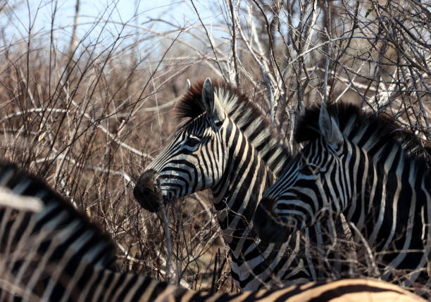 A herd of zebras stands among the trees in Kruger National Park South Africa highlighting the striking contrast of their black and white stripes against the lush green foliage of the savanna