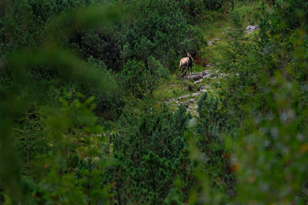 Chamois standing in a green area between trees and bushes. The leaves are green and the animal is facing the us.