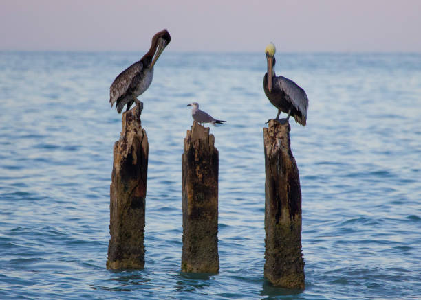 istock Morning gathering of pelicans and a seagull on three posts 2195940400