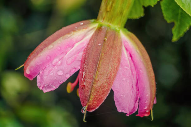 Close-up photography of a banana passionfruit flower with raindrops