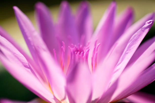 istock Delicate Pink Lotus Flower Petals in Soft Natural Light Setting 2195941711