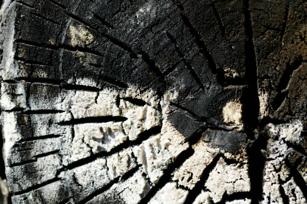 Explore the intricate patterns and textures of a tree trunk's cross-section. This image captures the unique details and natural beauty found in wood.