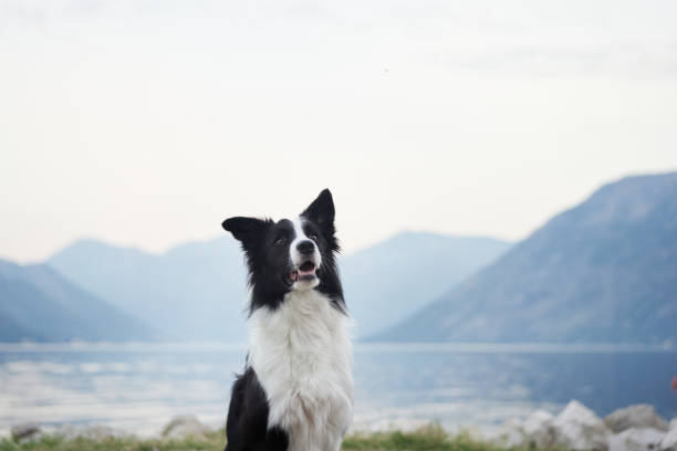 istock Border Collie sitting by the lake with mountain views 2195941837