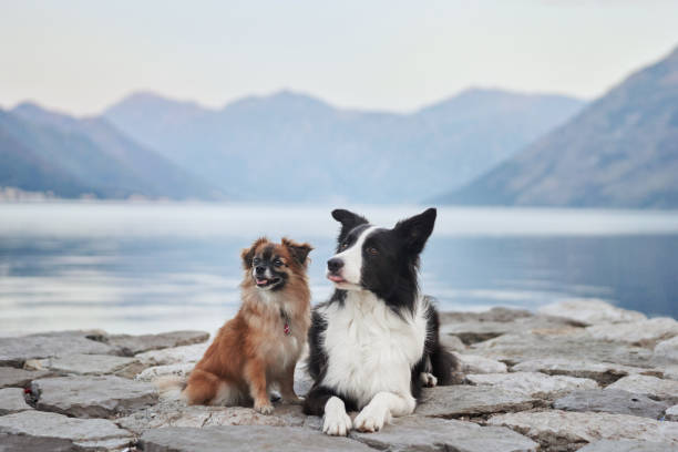 istock Border Collie lying with a small dog on a pier 2195941843