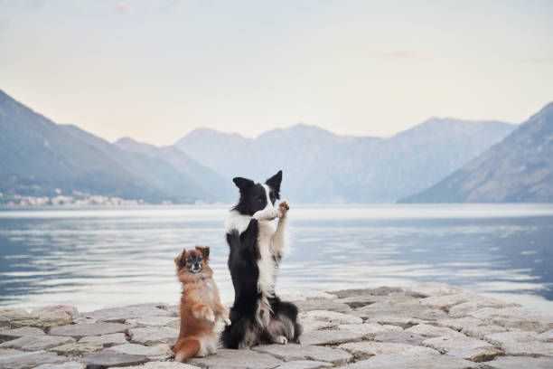 istock Border Collie and small dog sitting side by side 2195941846