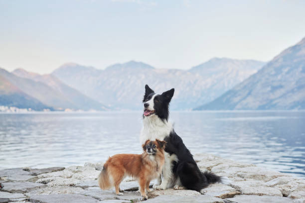 istock Two dogs sitting by the lake 2195941863