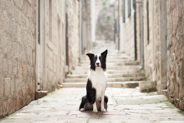A Border Collie rests quietly in a cobblestone street, surrounded by rustic stone buildings. Its calm demeanor enhances the peaceful setting.