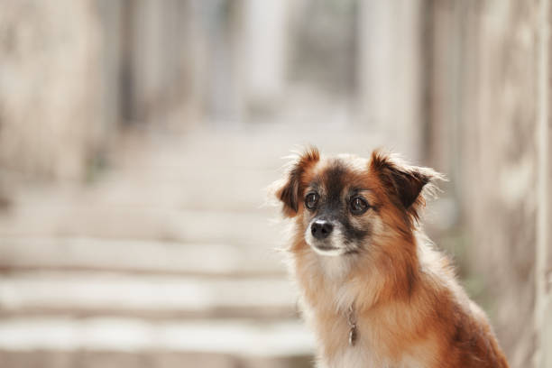 A small brown dog stands with a calm demeanor in a historic stone alley. The textured walls and soft lighting create a serene composition.