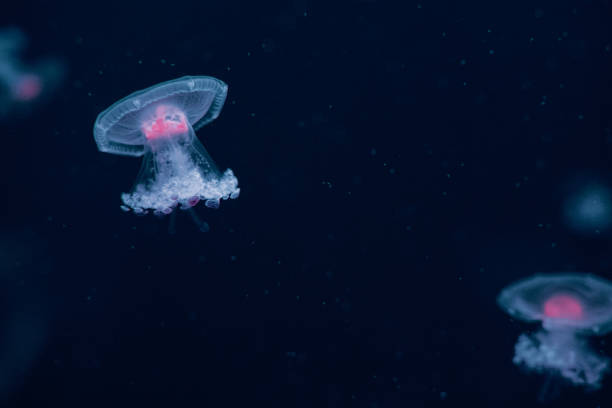 istock Colorful jellyfish swimming gracefully in a deep blue ocean environment during nighttime 2195942530