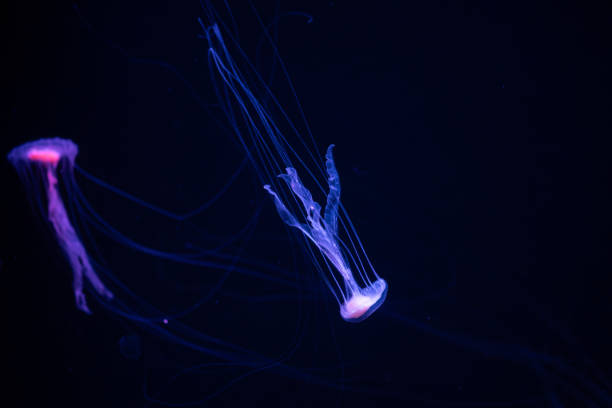 istock Two jellyfish gracefully swimming in a dark aquarium during an evening display 2195942542