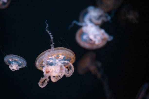 istock Graceful jellyfish drifting in dark waters during a calm ocean exhibition 2195942543