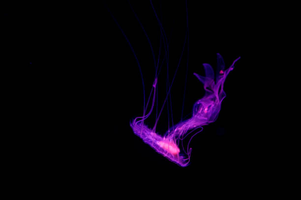 A jellyfish glows in vibrant purple hues as it moves in the depths of the ocean.