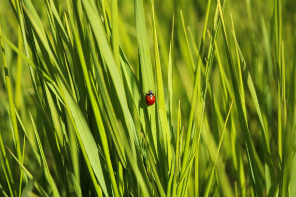 Macro shot of a vibrant red ladybug delicately crawls along blades of tall green grass, its black spots striking against the lush background.