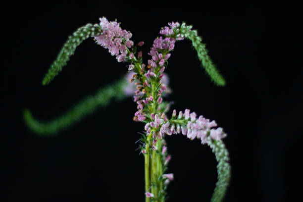istock Delicate Spike Speedwell Blooms Against Black Background 2195945224